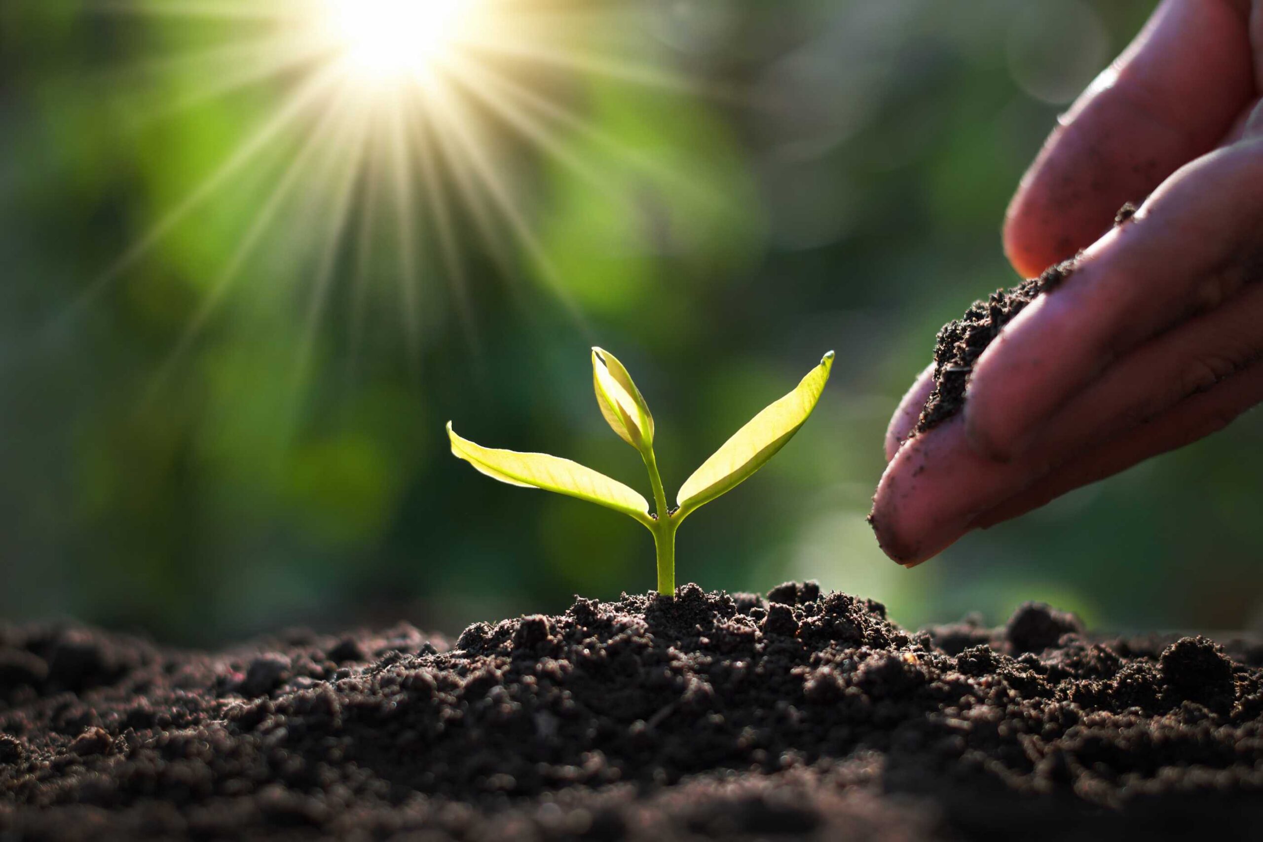 lemon tree fertilizer