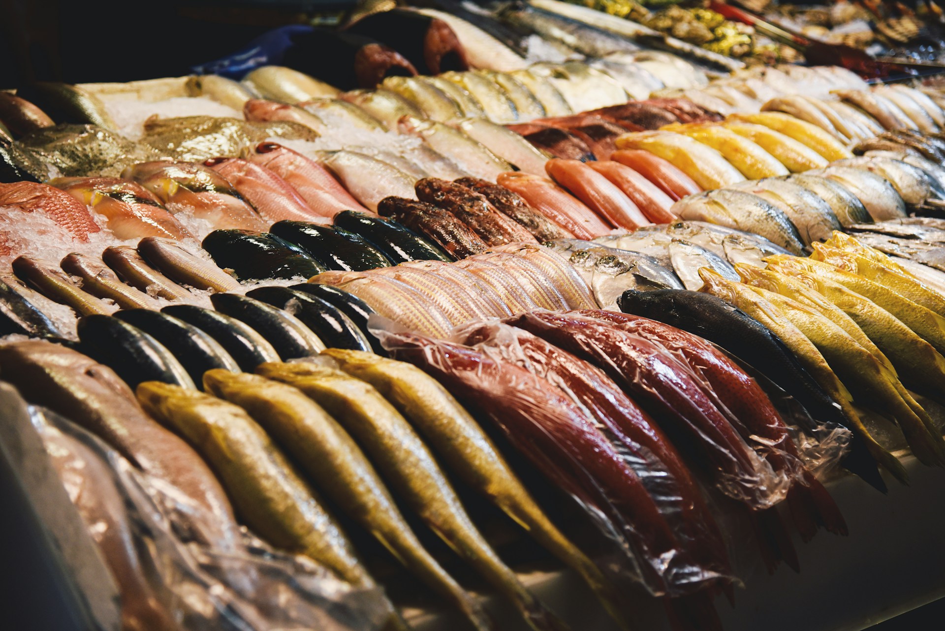 oysters wholesalers